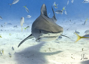 Tiger Shark hunting for the source of the slick at Tiger ... by Steven Anderson 